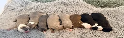 Boston Terrier dogs for sale: Boston X Puppies for sale  - Advert 1