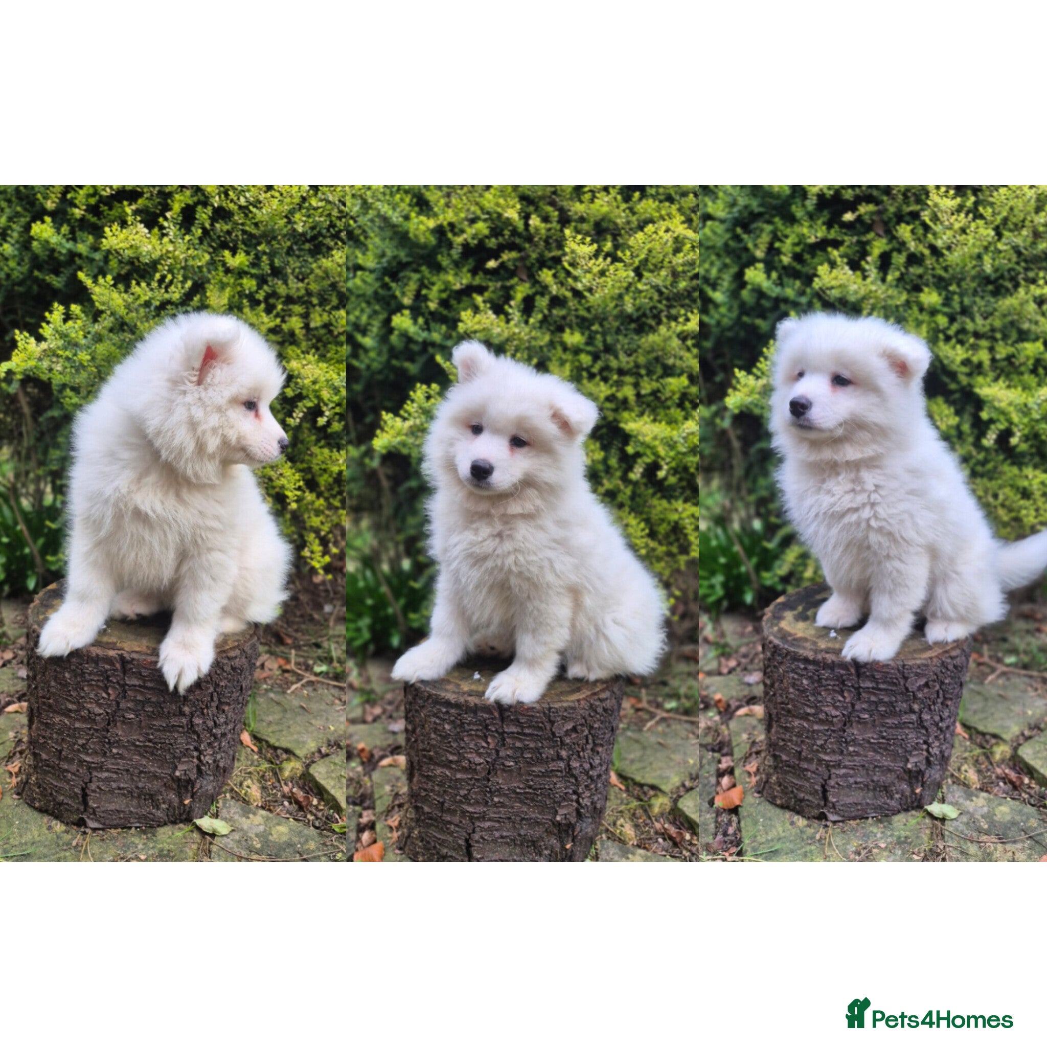 Samoyed dogs 1 Boy Left ready now ❤️ - Advert 1