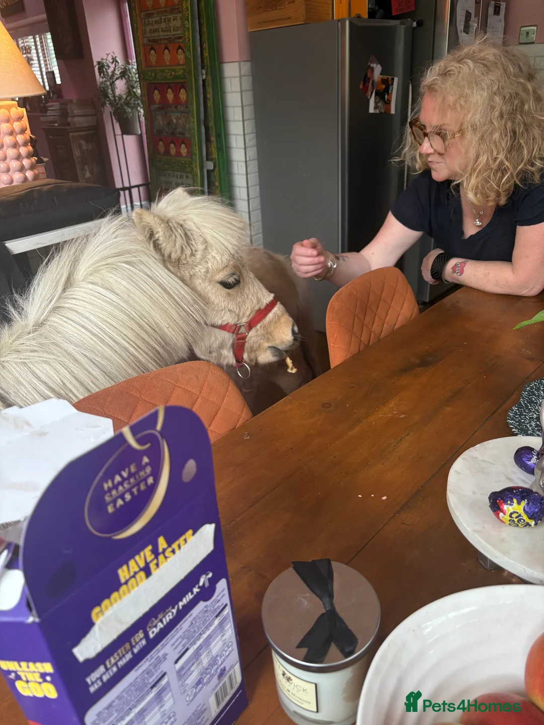 Dartmoor horses for sale: Two mini Shetlands  - Advert 6