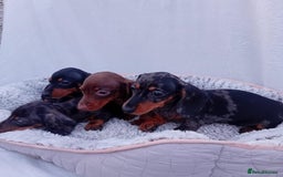 Miniature Dachshund dogs for sale: Affordable mini doxies for loving homes - Image 2