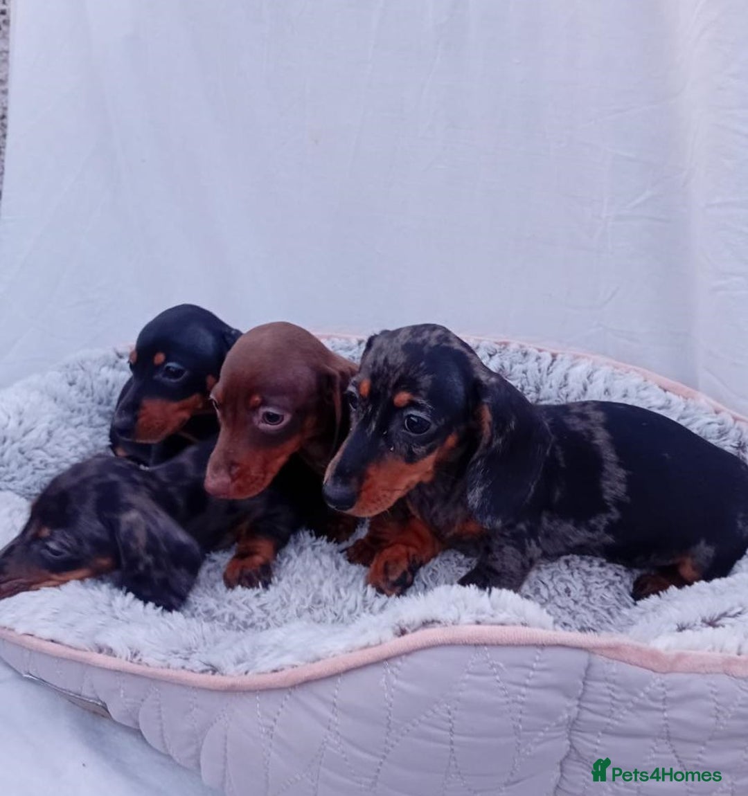 Miniature Dachshund dogs for sale: Affordable mini doxies for loving homes - Image 2