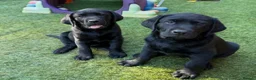Labrador Retriever dogs for sale: Labrador puppies in Waterlooville - Advert 7