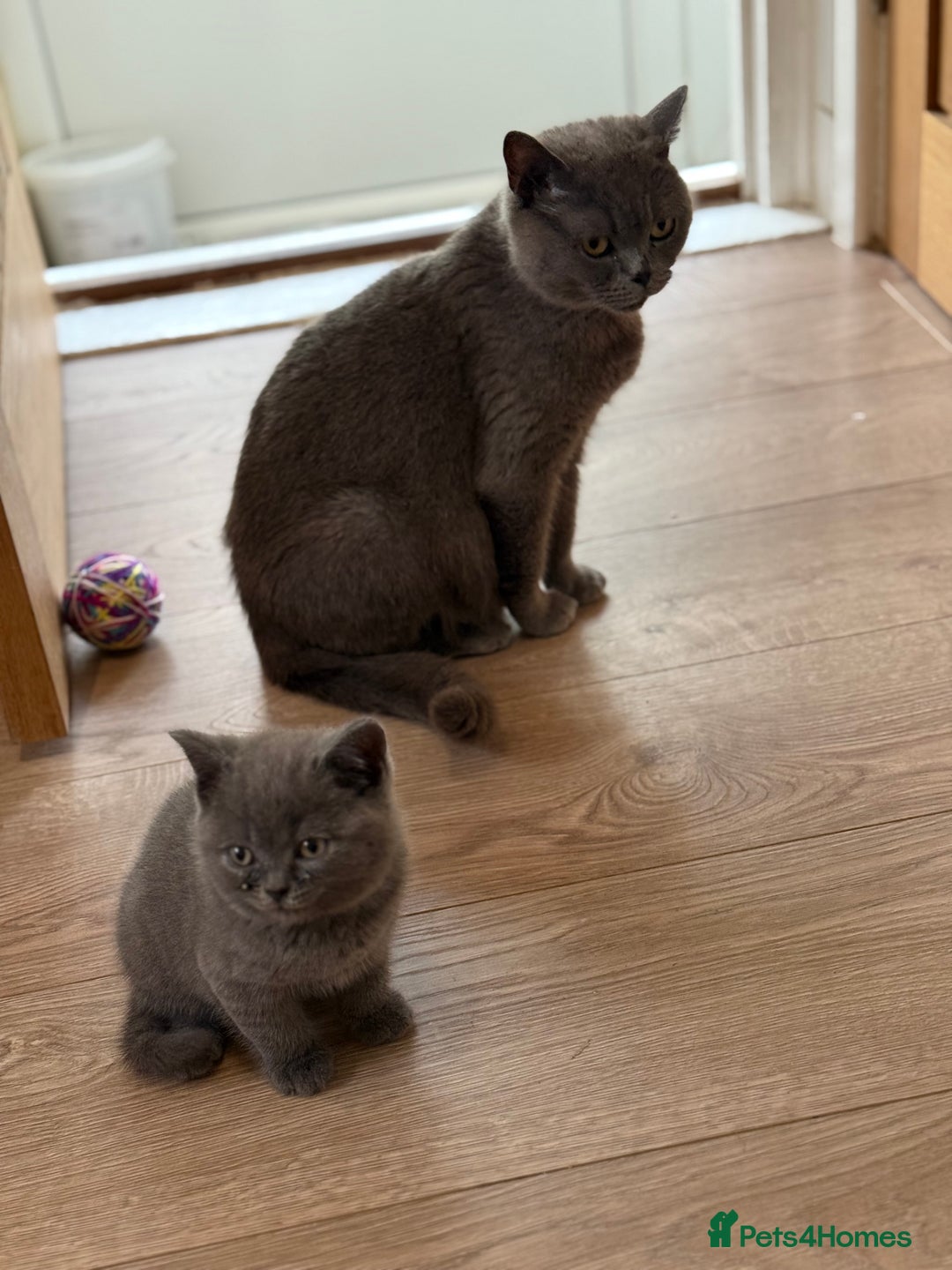British Shorthair cats for sale: 🏡 Vaccinated Bsh kittens - GCCF parents - Image 4
