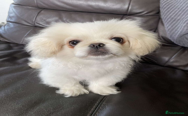 Pekingese dogs in Blairgowrie - Advert 1