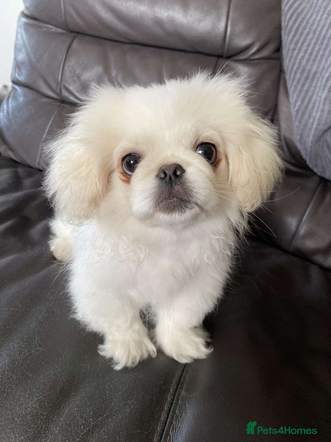 Pekingese dogs for sale: Pekingese Puppies in Blairgowrie - Image 1