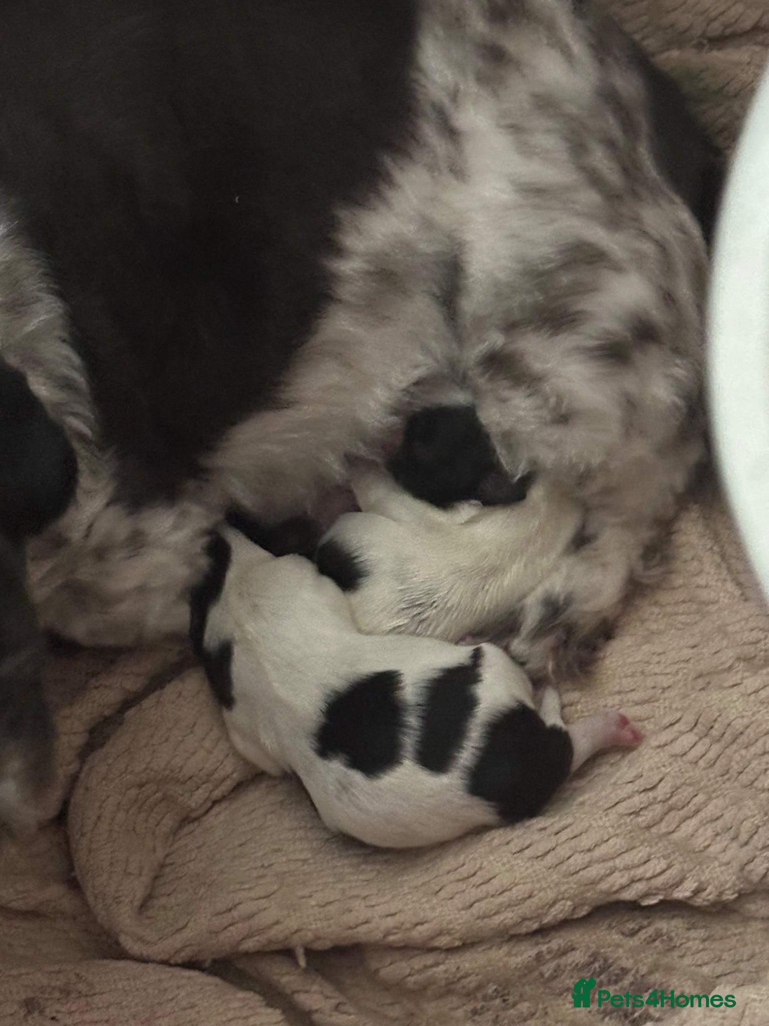 Shih Tzu dogs Shih Tzu puppies  - Advert 2