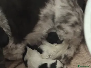 Shih Tzu dogs Shih Tzu puppies - Advert 4