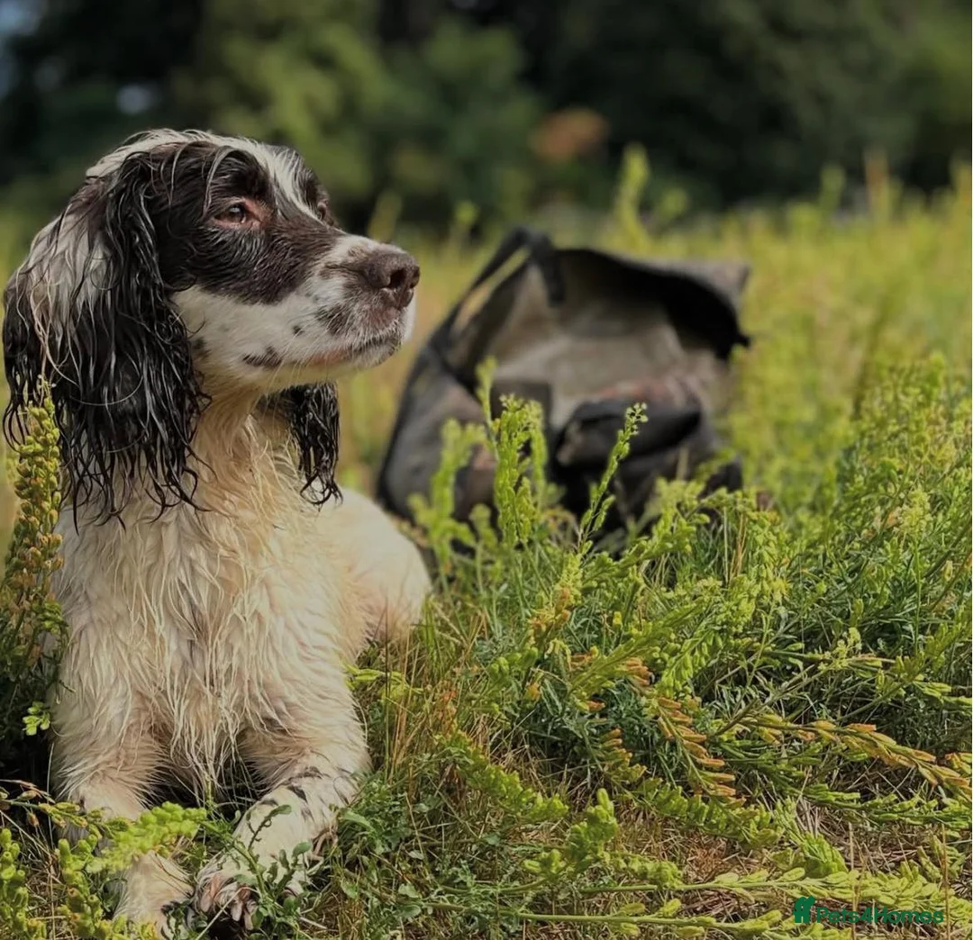 English Springer Spaniel dogs for sale: Working springer spaniel puppies for sale  in Welwyn Garden City - Advert 2