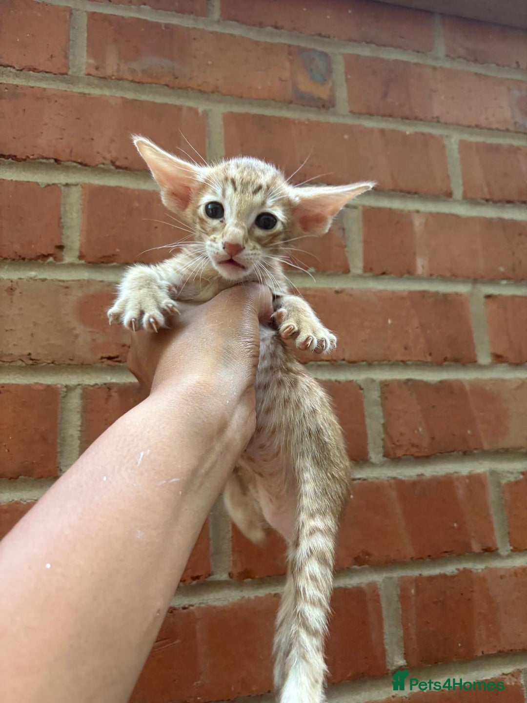 Oriental cats for sale: GCCF Oriental - Image 11