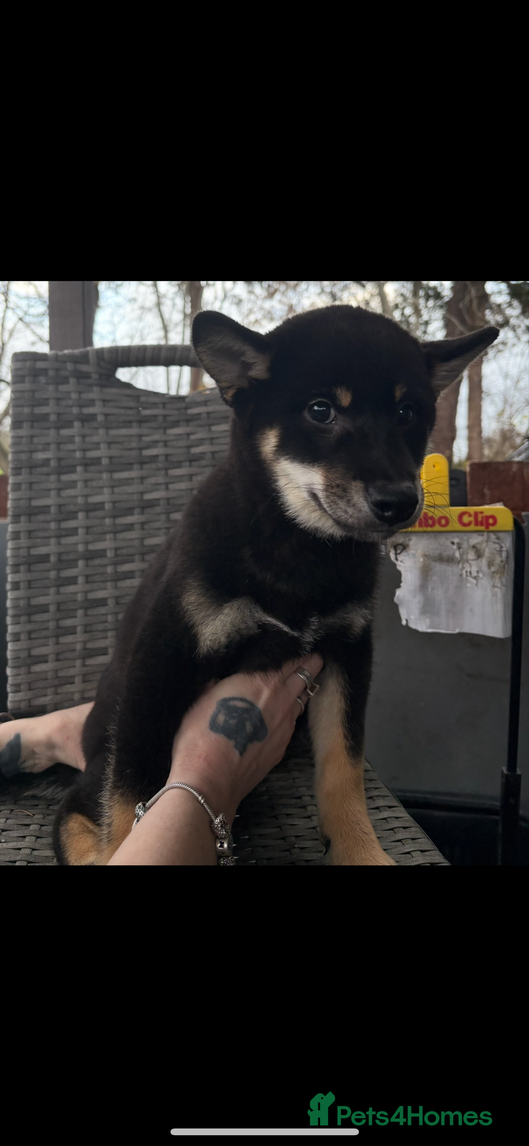 Japanese Shiba Inu dogs for sale: Multi champion Japanese Shiba Inu’s - Advert 10