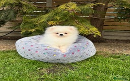 Pomeranian dogs for sale: Pomeranian Last Boy - Image 22