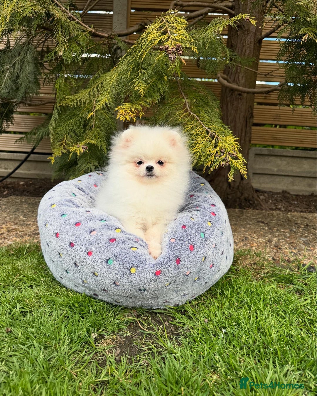 Pomeranian dogs for sale: Pomeranian Last Boy - Image 22