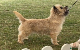 Cairn Terrier dogs for sale: Quality Cairn male pup available 8th August - Image 9