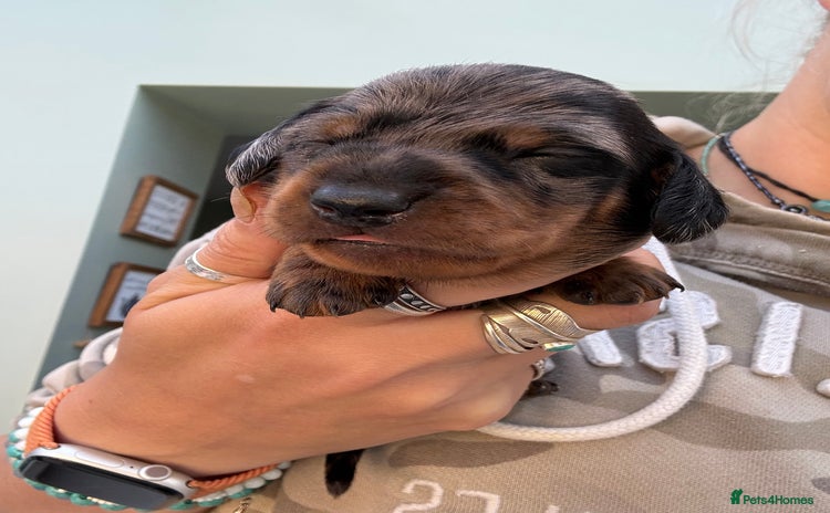 Miniature Dachshund dogs - Advert 11
