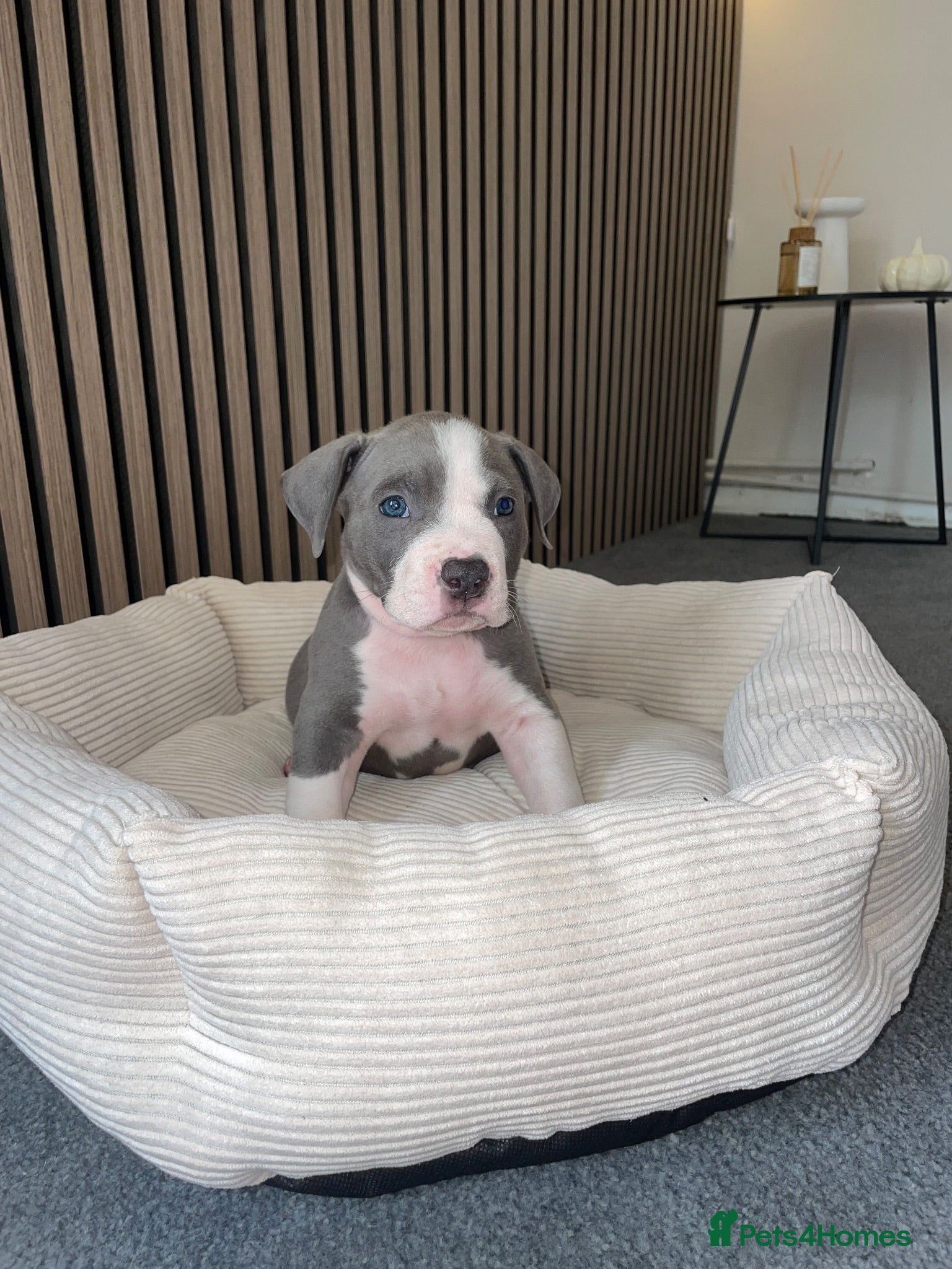 American Bully dogs American pocket bully pups - Advert 3