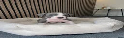 American Bully dogs for sale: American pocket bully pups in Peterborough - Advert 6