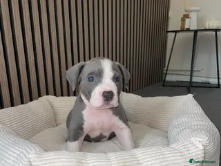 American Bully dogs American pocket bully pups - Advert 1