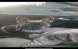 French Bulldog dogs for sale: Beautiful French bulldogs 🐶   - Image 1