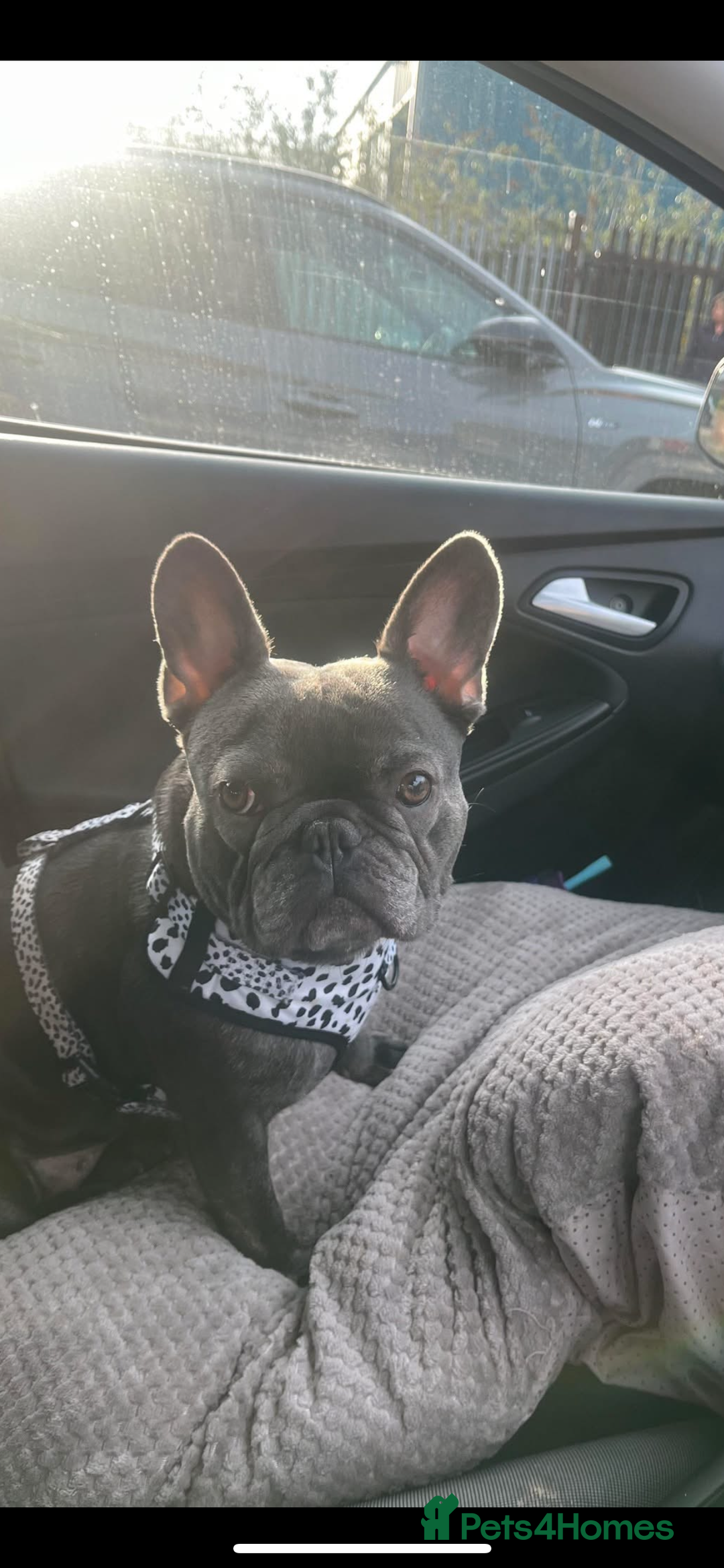 French Bulldog dogs for sale: Beautiful French bulldogs 🐶   - Image 1