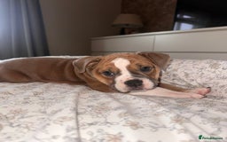Mixed Breed dogs for sale: 1 female left -  Bitches - Olde English Bulldogge  in Haddington - Image 29