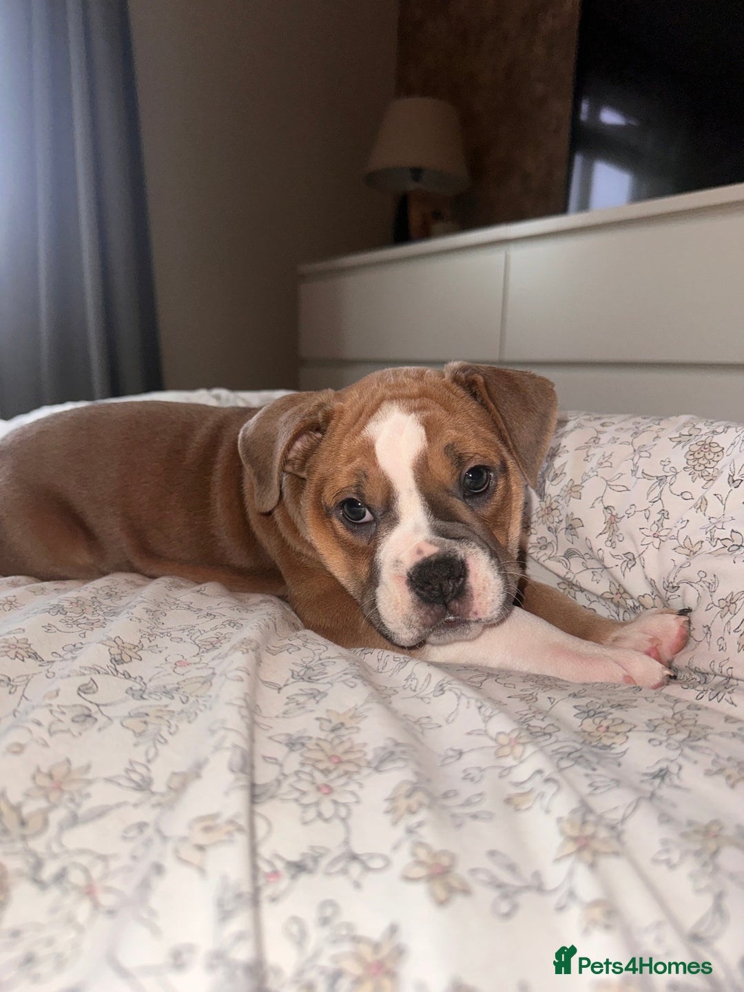 Mixed Breed dogs for sale: 1 female left -  Bitches - Olde English Bulldogge  in Haddington - Image 29