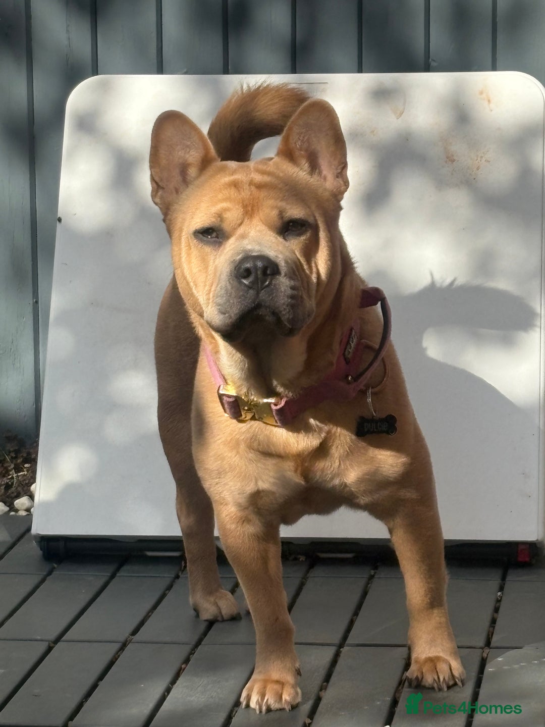 Mixed Breed dogs for sale: 🩷 STUNNING FRENCH CHOWS🩵 - Advert 13