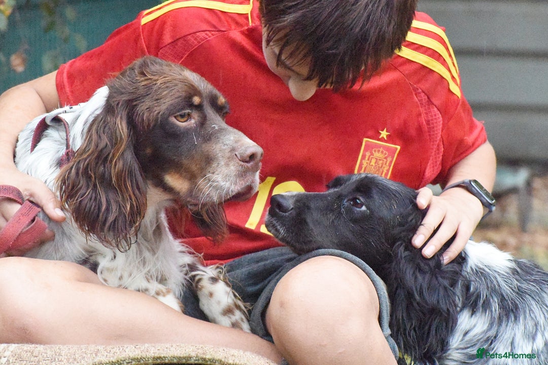 English Setter dogs for adoption: Vito  - Image 4