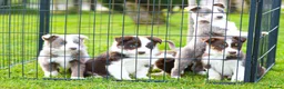 Border Collie dogs for stud: Exceptional Lilac & White DNA clear Border Collie in Saint Asaph - Advert 10