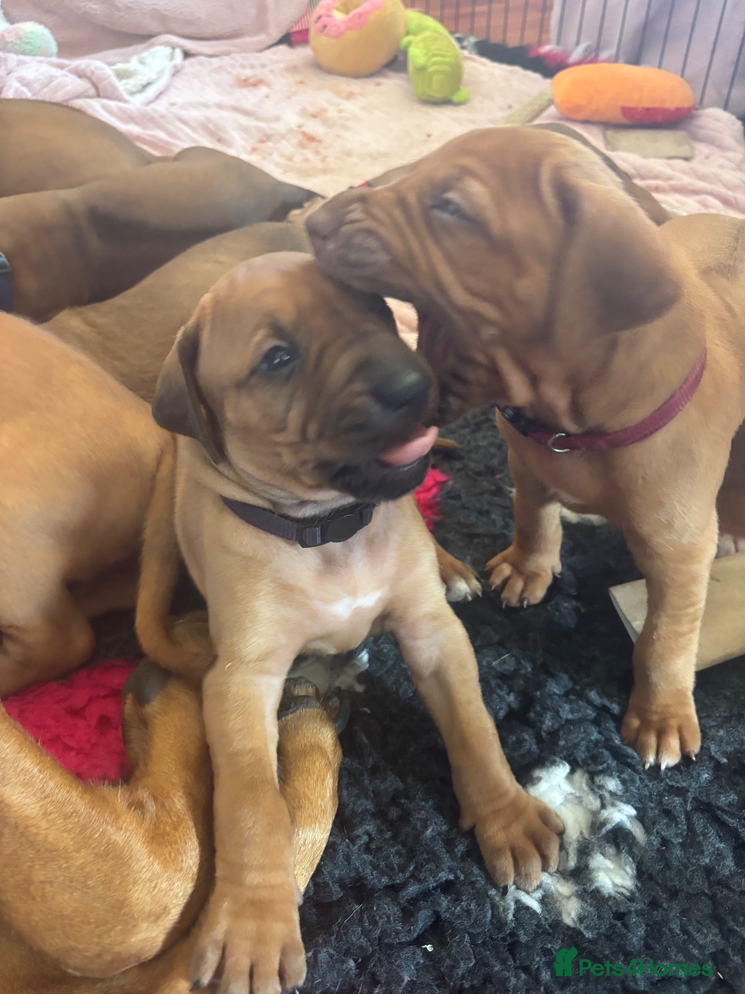 Rhodesian Ridgeback dogs Exceptionally Health Tested KC Ridgeback Puppies - Advert 1