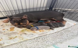 French Bulldog dogs for stud: Lilac and tan carrying cream, testable & fluffy in Motherwell - Image 31