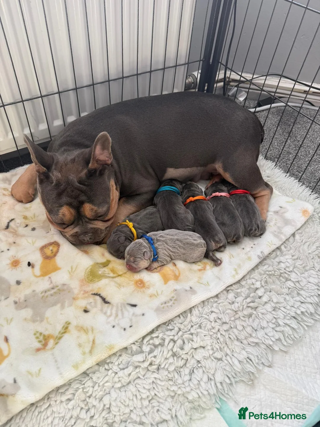 French Bulldog dogs for stud: Lilac and tan carrying cream, testable & fluffy in Motherwell - Advert 31