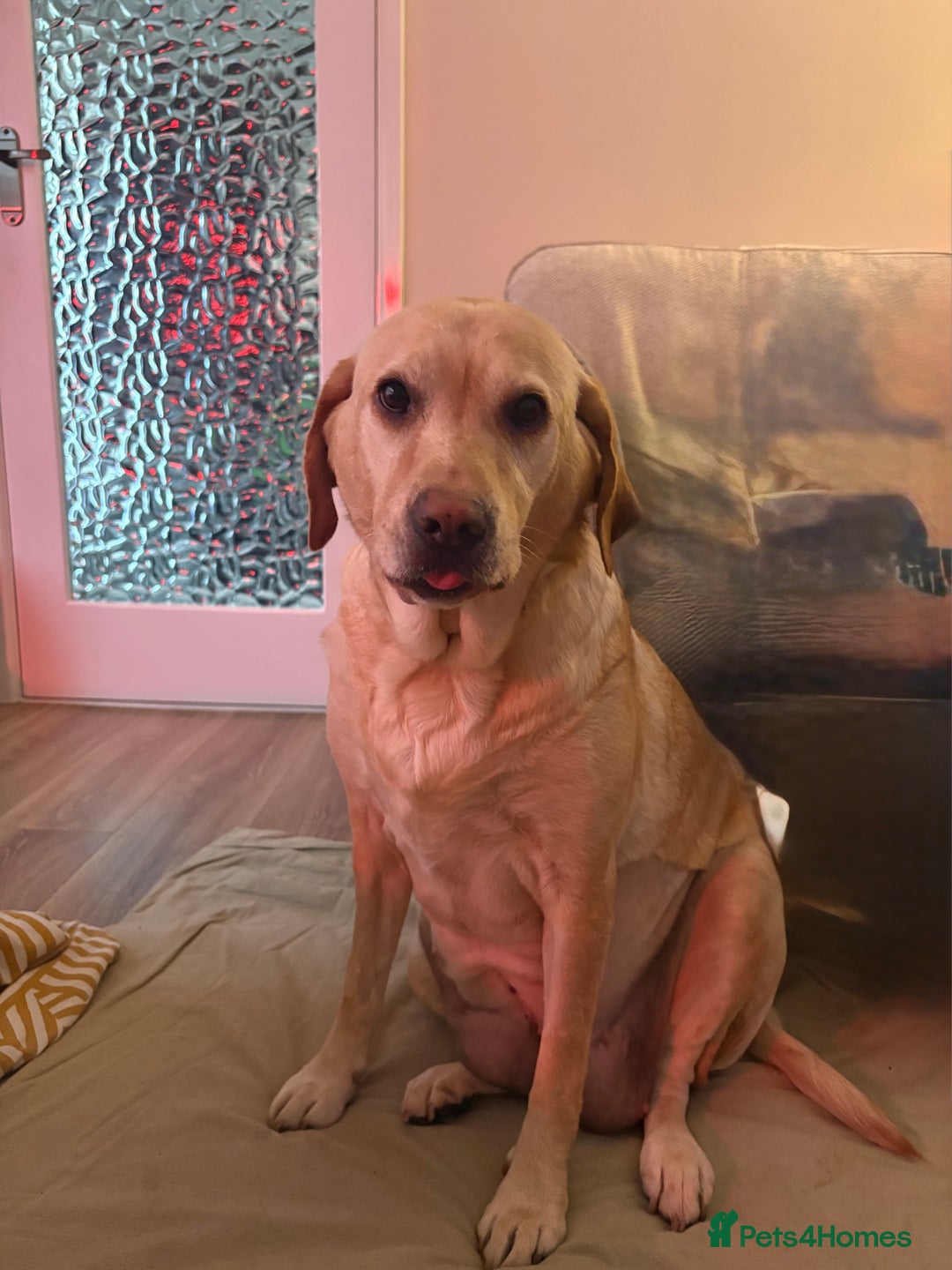 Labrador Retriever dogs for sale: 3x chunky Labradors for sale  - Advert 15