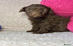 Toy Poodle dogs for sale: Tiny toy poodle puppies  - Image 10