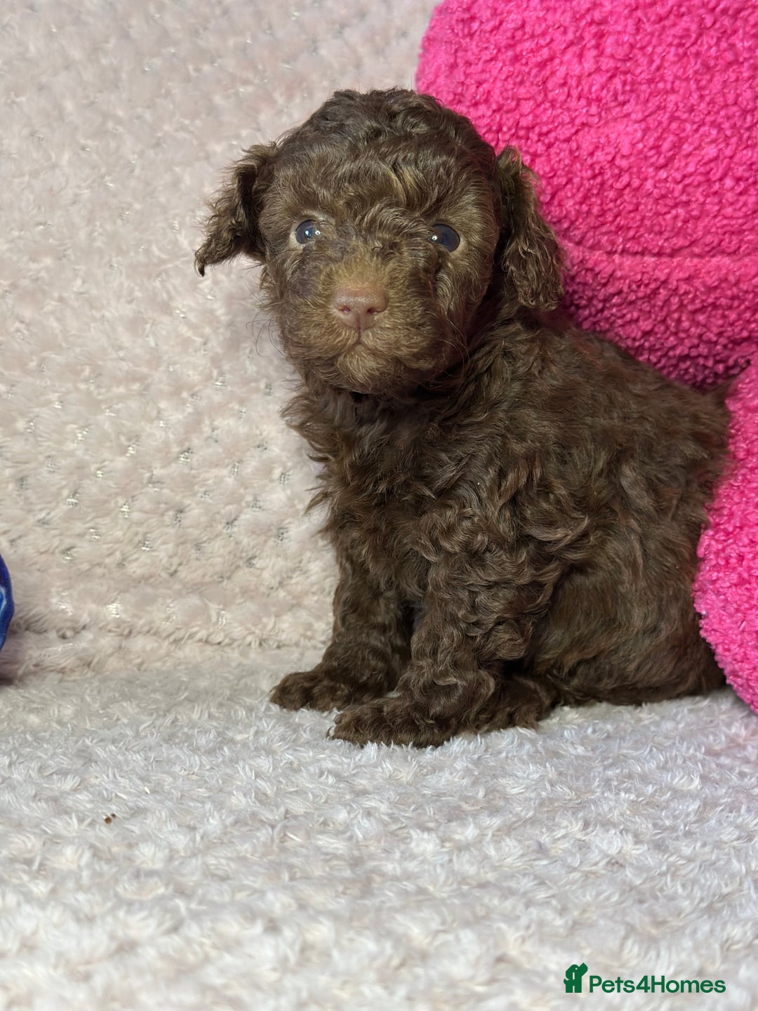 Toy Poodle dogs for sale: Tiny toy poodle puppies  - Image 10