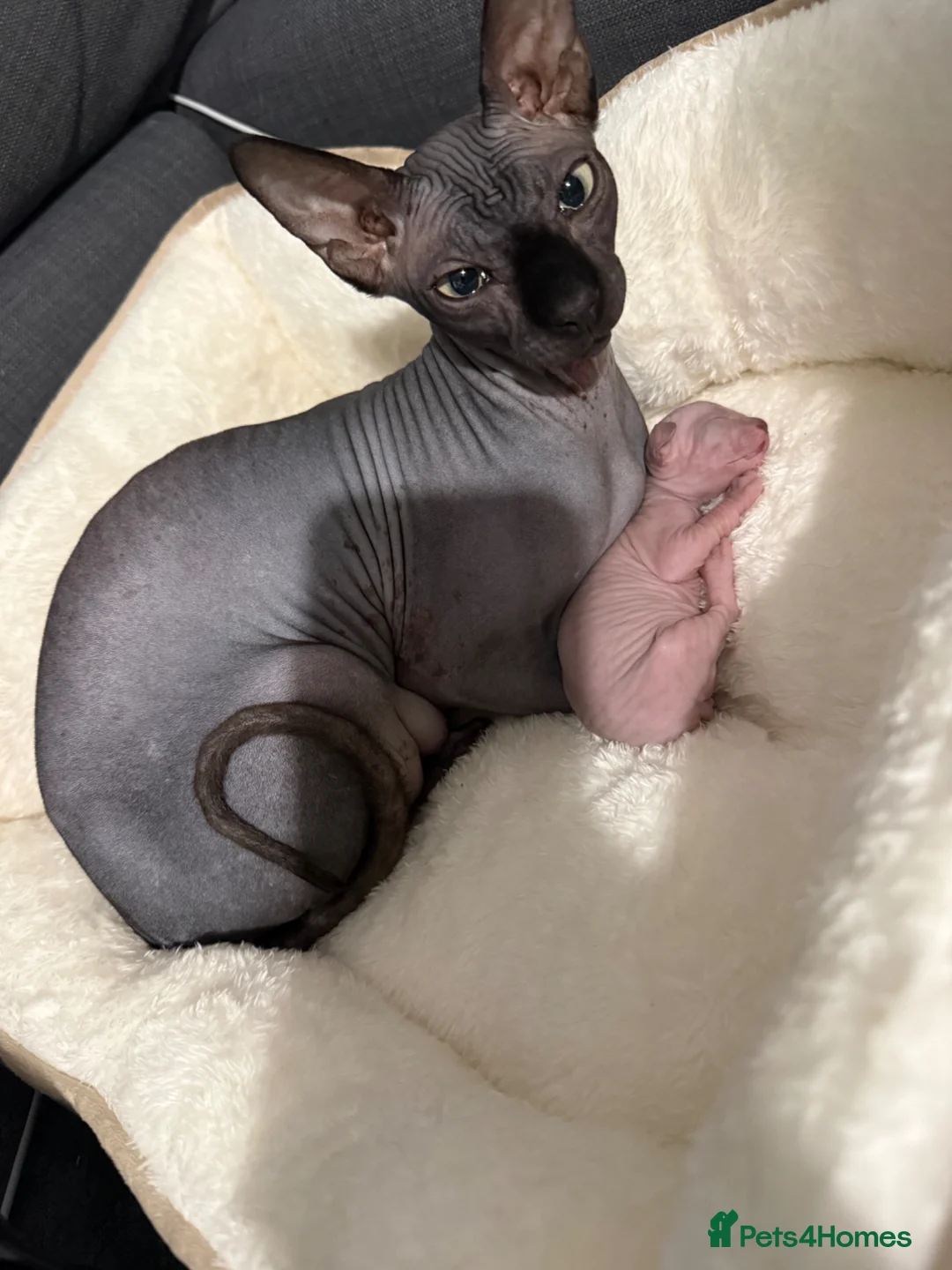 Sphynx cats for sale: Adorable Canadian Sphynx Kittens - Advert 15