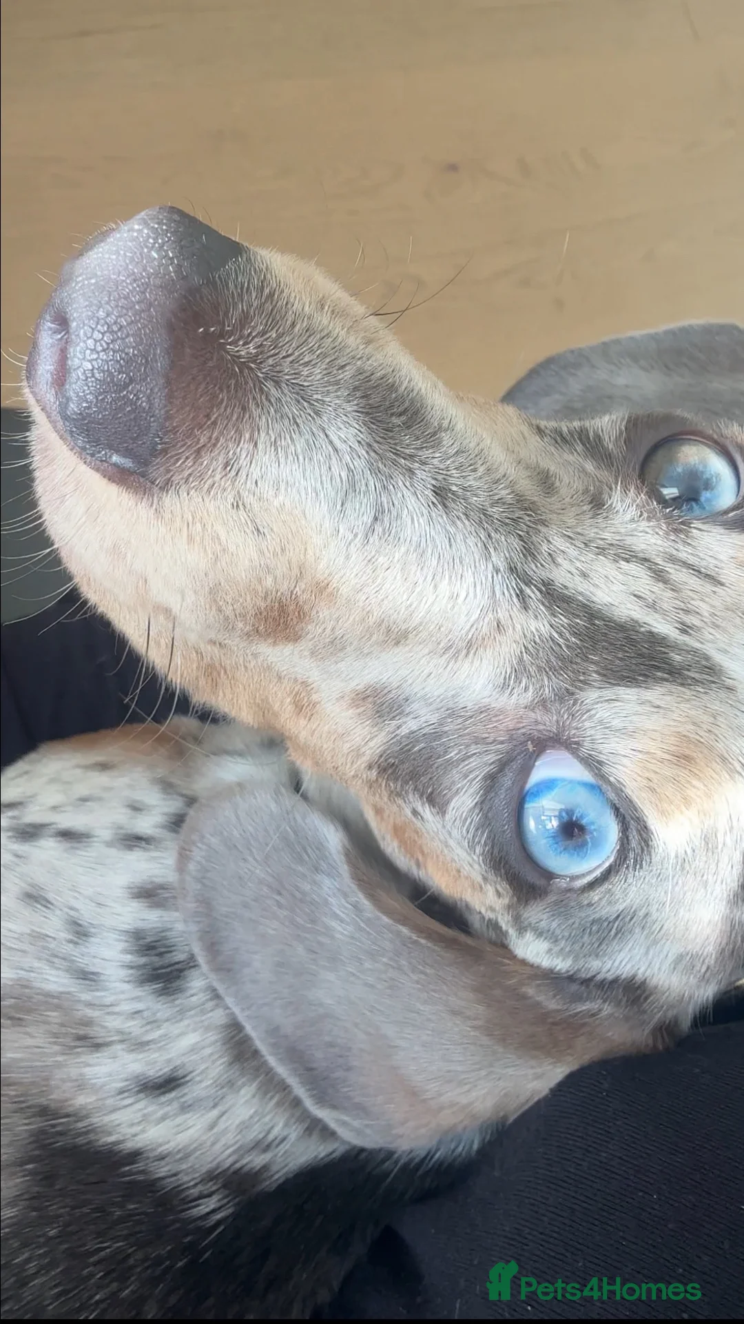 Miniature Dachshund dogs for sale: Mini daschund dapple  - Advert 2