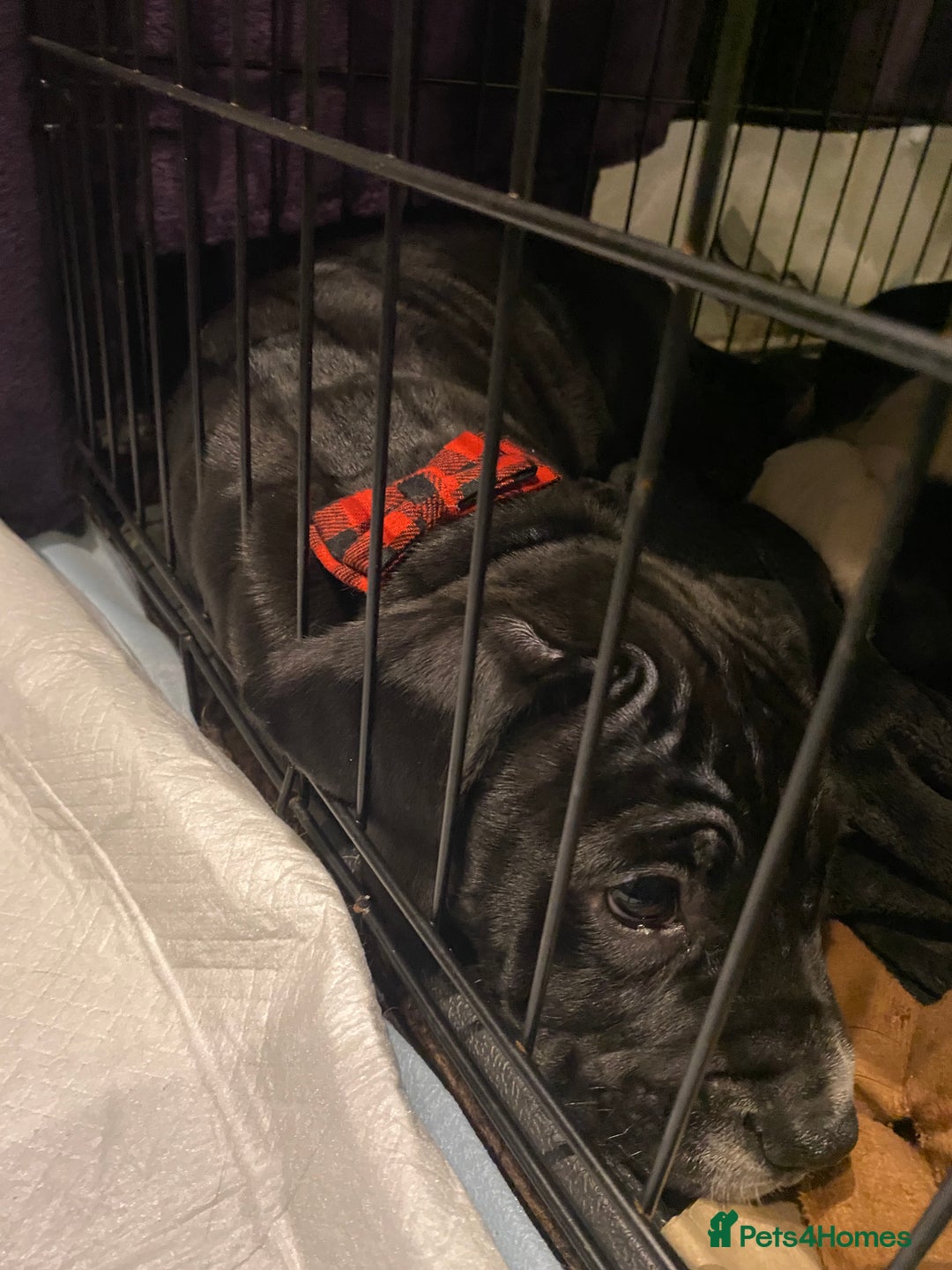 Mixed Breed dogs for sale: Female puppy - 10 weeks old  - Advert 4