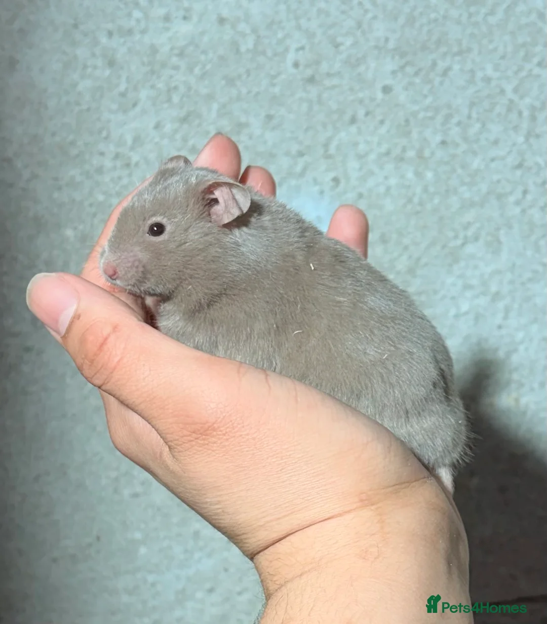 Hamster rodents for sale: BABY TAME PEDIGREE SYRIAN HAMSTERS  - Advert 6