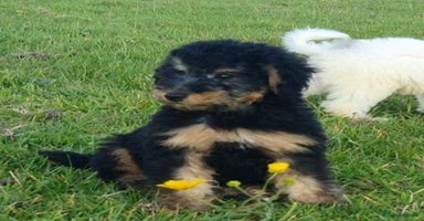 Mixed Breed dogs - Advert 7