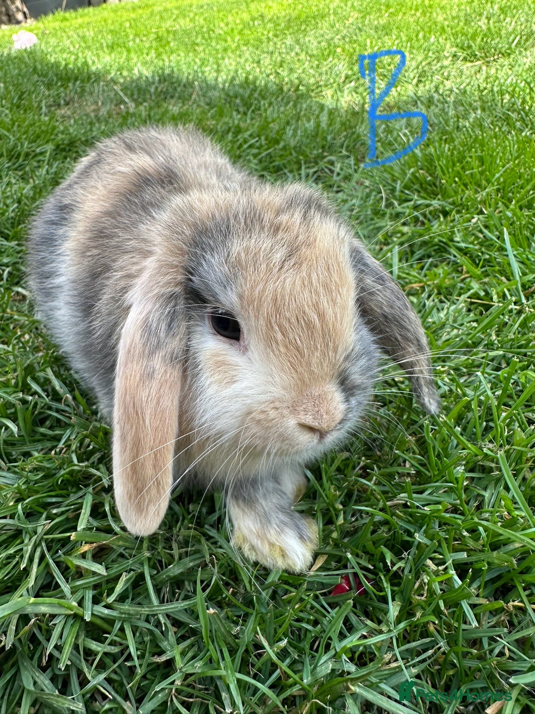 Mini Lop rabbits for sale: Mini Lop Rabbits For Sale  - Image 1