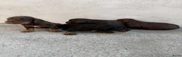 Cocker Spaniel dogs for sale: Kc registered cocker spaniel puppies  in Bishop Auckland - Advert 9