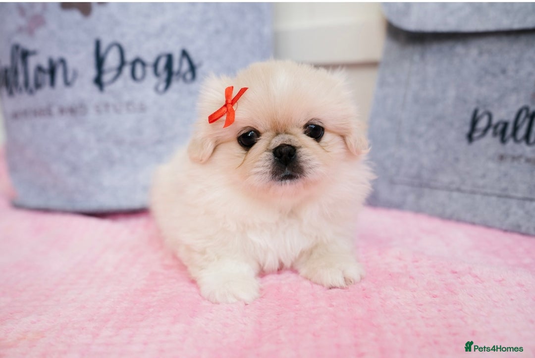 Pekingese dogs for sale: 🏆⭐️ KC reg Pekingese pups with genetics 🏆🐾 - Image 6