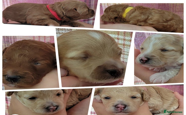 Maltipoo dogs - Advert 1