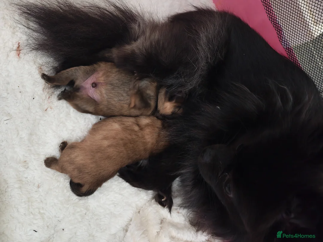 Pomeranian dogs for sale: 2 baby poms one male one female - Advert 2