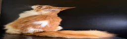 Maine Coon cats for sale: Exceptional Maine Coon Girl – Breeding Prospect - Advert 4