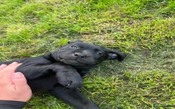 Labrador Retriever dogs for sale: Premium Labrador Puppies  - Image 4