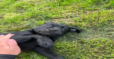 Labrador Retriever dogs - Advert 16