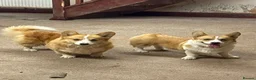 Welsh Corgi Pembroke dogs for sale: KC Pembrokeshire Corgi Puppies with Champion Lines - Advert 17