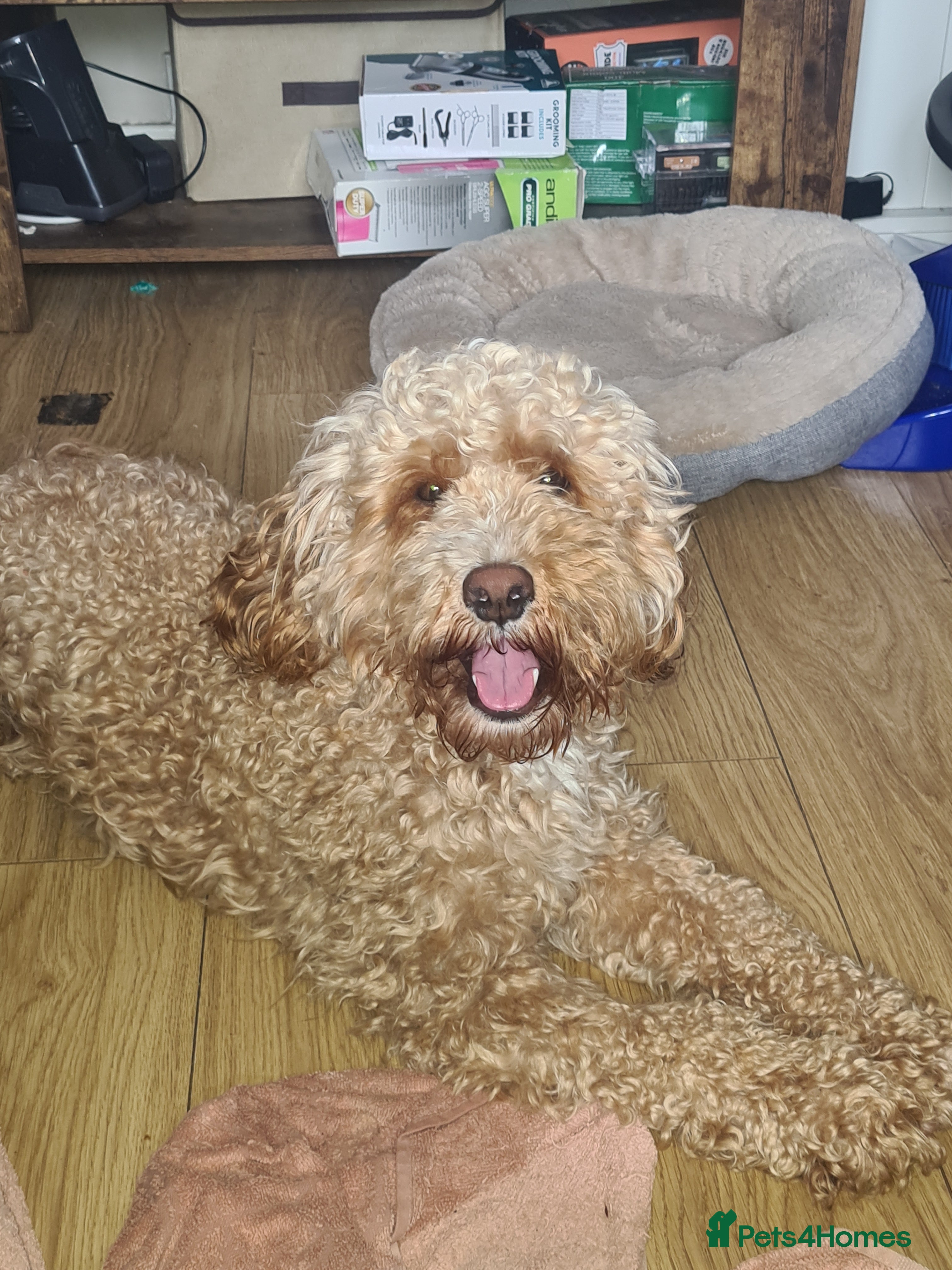 Cockapoo dogs F1 Proven Cockapoo for Stud in Grangemouth - Advert 1