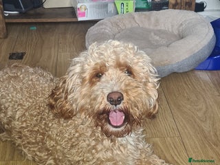 Cockapoo dogs in Grangemouth - Advert 4